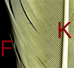 Schwungfeder, Detail