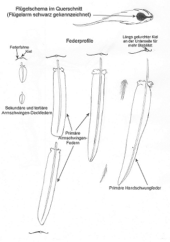 Federprofile